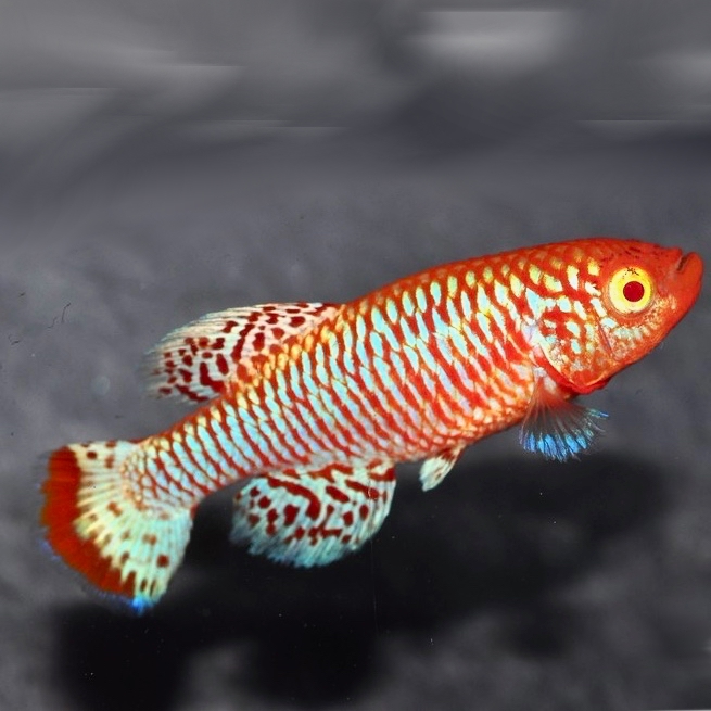 Nothobranchius rachovii sp.albino L